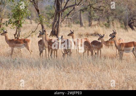 Common impalas (Aepyceros melampus), herd, standing in tall dry grass, alert, early morning, Kruger National Park, South Africa, Africa Stock Photo