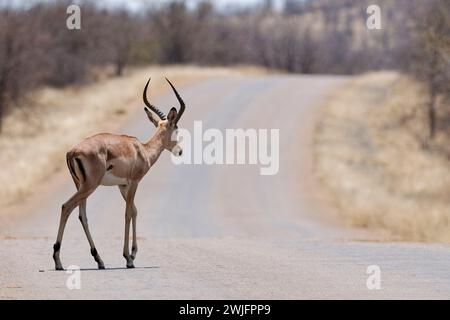 Common impala (Aepyceros melampus), adult male crossing the asphalt road, Kruger National Park, South Africa, Africa Stock Photo