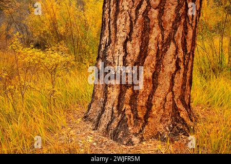 Ponderosa pine (Pinus ponderosa), Shevlin Park, Bend, Oregon Stock Photo