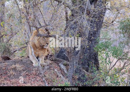 African lion (Panthera leo melanochaita), adult male lying on a mound of earth at the foot of a tree, morning light, Kruger National Park,South Africa Stock Photo