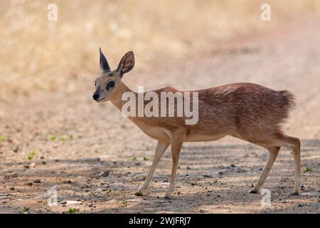 Sharpe's grysbok (Raphicerus sharpei), adult female standing on dirt road, alert, Kruger National Park, South Africa, Africa Stock Photo