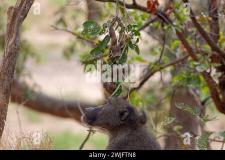 Chacma baboons (Papio ursinus), young monkey hanging upside down, clinging to a tree branch, under the gaze of its mother, Kruger NP, South Africa Stock Photo