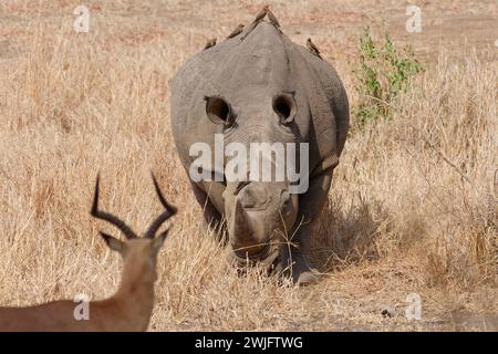 Southern white rhinoceros (Ceratotherium simum simum), adult male with red-billed oxpeckers on its back, walking towards an impala male, Kruger NP Stock Photo