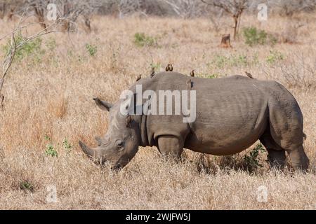 Southern white rhinoceros (Ceratotherium simum simum), male feeding on grass with a flock of red-billed oxpeckers on its back, Kruger NP, South Africa Stock Photo