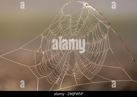 Cobweb covered in dew at the edge of a field on a summer morning Stock Photo