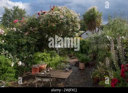 Generous Gardener rose. Climbing rose rambling through a tree. Suburban south London back garden during lockdown, more time spent at home. June 2020 2020s UK HOMER SYKES Stock Photo