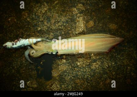 Spin fishing with anchovies (Engraulis encrasicolus).Freshly caught european squid or common squid (Loligo vulgaris) with liveing anchovy bait, Greece Stock Photo