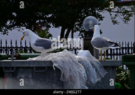 Two yellow-legged gulls (Larus michahellis) is standing on top of a garbage can. Littering animals, ecological problem, Greece, Keramoti Stock Photo