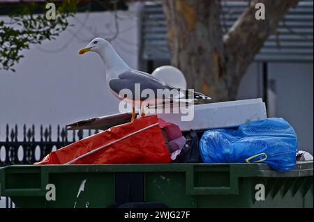 One yellow-legged gull (Larus michahellis) is standing on top of a garbage can. Omnivorous littering bird, Greece, Keramoti Stock Photo