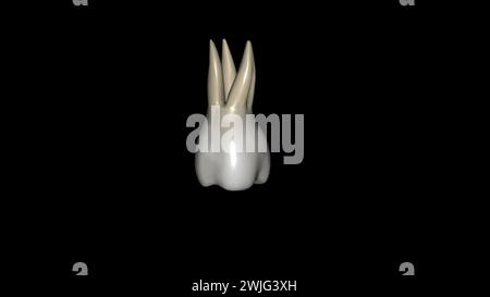 The first maxillary molar is the only tooth of the maxillary molars 3d illustration Stock Photo
