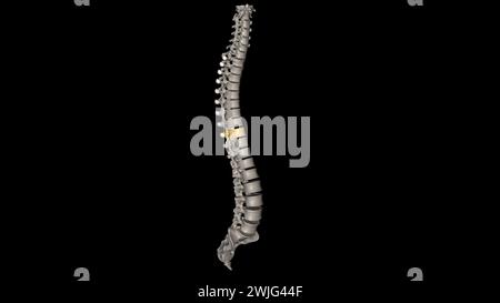 Thoracic Vertebral, T9 Twelve vertebrae are located in the thoracic ...