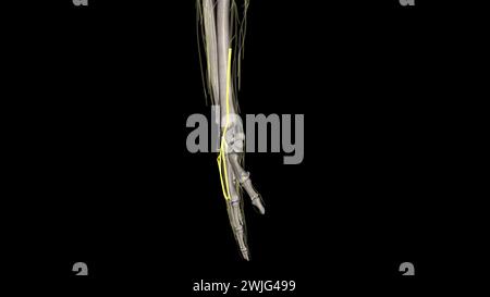 Superficial branch of the radial nerve . Stock Photo