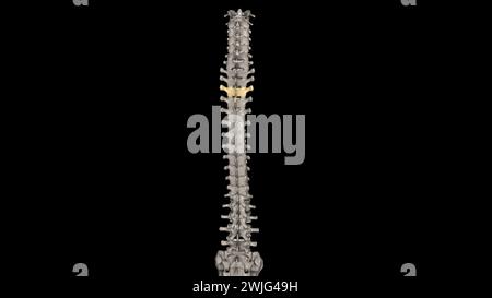 Twelve vertebrae are located in the thoracic spine and are numbered T-1 to T-12 3d illustration Stock Photo