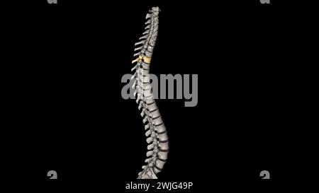 Twelve vertebrae are located in the thoracic spine and are numbered T-1 to T-12 3d illustration Stock Photo