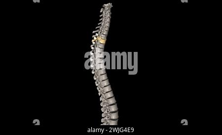 Twelve vertebrae are located in the thoracic spine and are numbered T-1 to T-12 3d illustration Stock Photo