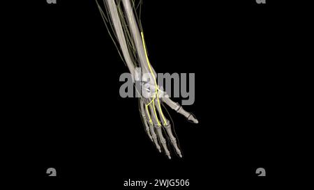 Superficial branch of the radial nerve . Stock Photo