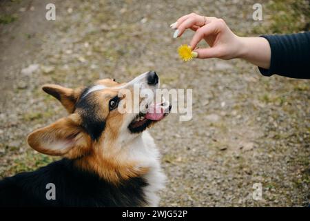 Welsh corgi Pembroke Tricolor walks in the park in early spring. Female pet owner holds a yellow dandelion in her hands and gives the dog a sniff of t Stock Photo