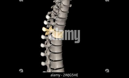 Twelve vertebrae are located in the thoracic spine and are numbered T-1 to T-12 3d illustration Stock Photo