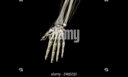 Proper palmar digital nerves of the median nerve Stock Photo Alamy