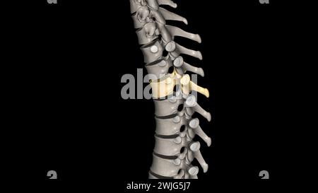 Twelve vertebrae are located in the thoracic spine and are numbered T-1 to T-12 3d illustration Stock Photo