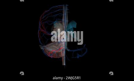 Anterior inferior cerebellar artery 3d illustration Stock Photo - Alamy