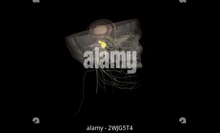 The trigeminal ganglion is located lateral to the cavernous sinus, in a depression of the temporal bone . Stock Photo