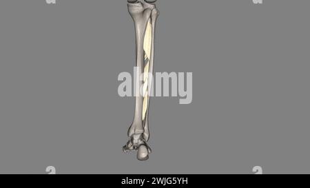 Interosseous membrane of the leg 3d illustration Stock Photo - Alamy