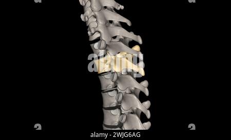 Twelve vertebrae are located in the thoracic spine and are numbered T-1 to T-12 3d illustration Stock Photo