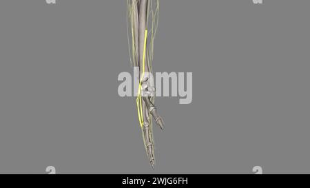 Superficial branch of the radial nerve . Stock Photo