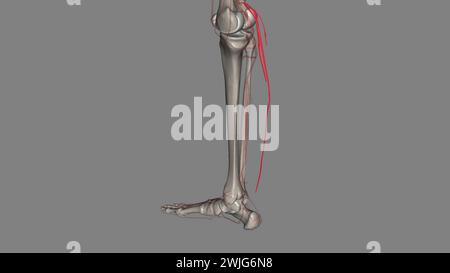 The sural arteries (inferior muscular arteries) are two large branches ...