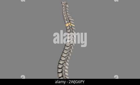 Twelve vertebrae are located in the thoracic spine and are numbered T-1 to T-12 3d illustration Stock Photo