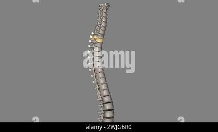 Twelve vertebrae are located in the thoracic spine and are numbered T-1 to T-12 3d illustration Stock Photo