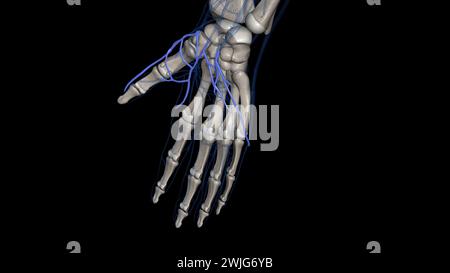 The superficial palmar venous arch consists of a pair of venae ...