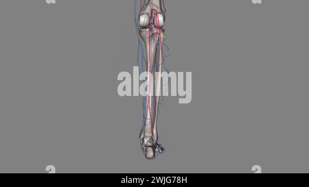 The sural arteries (inferior muscular arteries) are two large branches ...