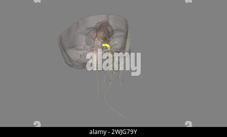 The trigeminal ganglion is located lateral to the cavernous sinus, in a depression of the temporal bone . Stock Photo