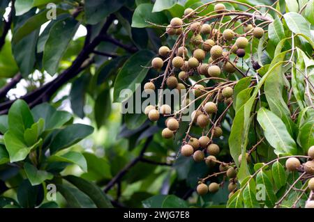 Longan ripe fruits (Dimocarpus longan) on the tree, in shallow focus. Stock Photo