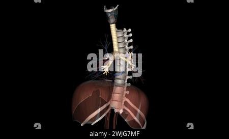 Trachea, in vertebrates and invertebrates, a tube or system of tubes ...