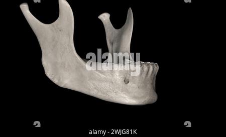 The mandible, located inferiorly in the facial skeleton, is the largest ...