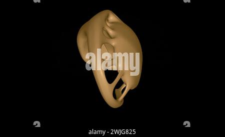 The forebrain structures include the caudate nucleus, the putamen, the