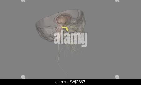 The trigeminal ganglion is located lateral to the cavernous sinus, in a depression of the temporal bone . Stock Photo