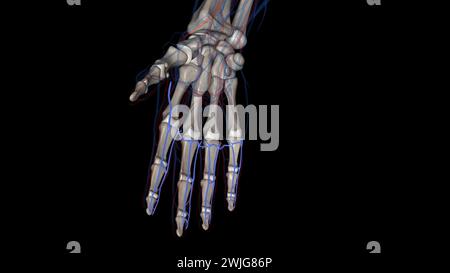 The palmar (volar) digital veins on each finger are connected to the dorsal digital veins by oblique intercapitular veins 3d illustration Stock Photo