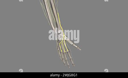 Superficial branch of the radial nerve . Stock Photo