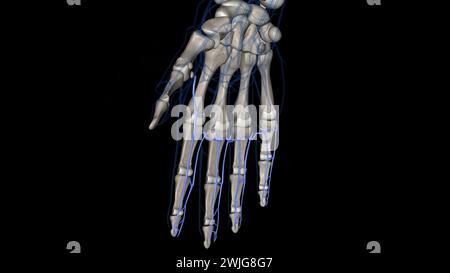 The palmar (volar) digital veins on each finger are connected to the dorsal digital veins by oblique intercapitular veins 3d illustration Stock Photo