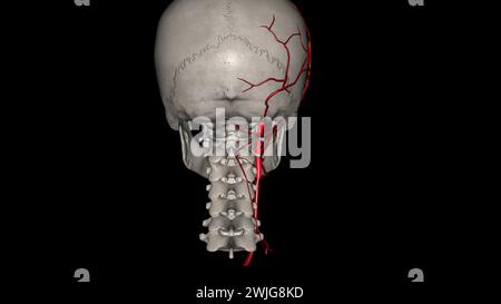 The occipital artery is a branch of the external carotid artery that provides arterial supply to the back of the scalp, sternocleidomastoid muscles 3d Stock Photo