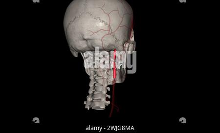 The occipital artery is a branch of the external carotid artery that provides arterial supply to the back of the scalp, sternocleidomastoid muscles 3d Stock Photo