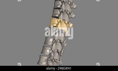 Thoracic Vertebral, T9 Twelve vertebrae are located in the thoracic ...