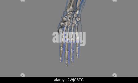 The palmar (volar) digital veins on each finger are connected to the dorsal digital veins by oblique intercapitular veins 3d illustration Stock Photo