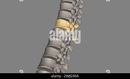 Thoracic Vertebral, T9 Twelve vertebrae are located in the thoracic ...