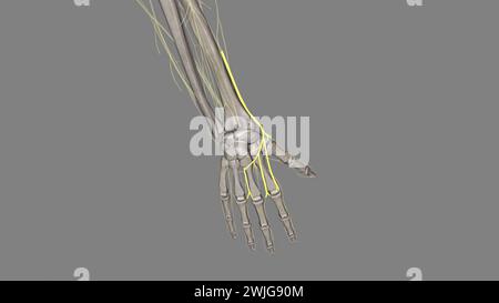 Superficial branch of the radial nerve . Stock Photo