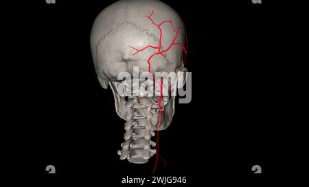 The occipital artery is a branch of the external carotid artery that provides arterial supply to the back of the scalp, sternocleidomastoid muscles 3d Stock Photo